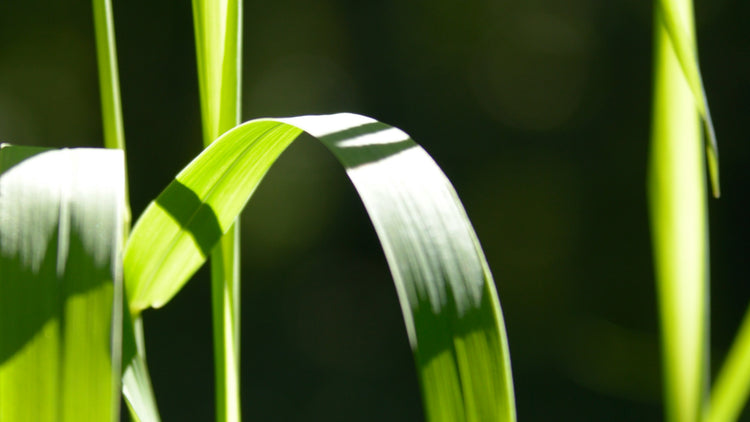 The Benefits of Bamboo Extract for Hair