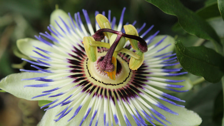 Benefits of Passionflower Extract on Hair
